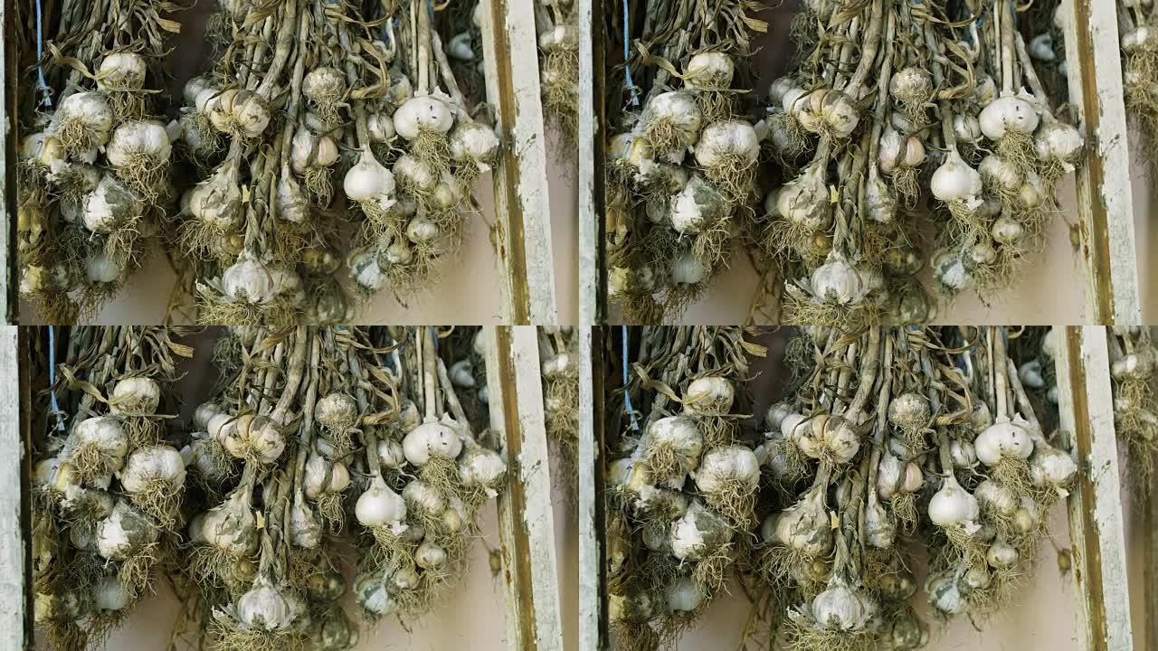 新鲜大蒜悬挂，一束干燥，实时