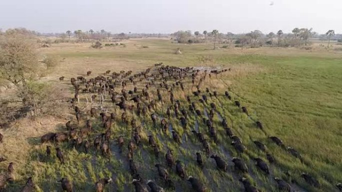 在博茨瓦纳奥卡万戈三角洲的沼泽湿地上，一大群水牛角从相机上飞出