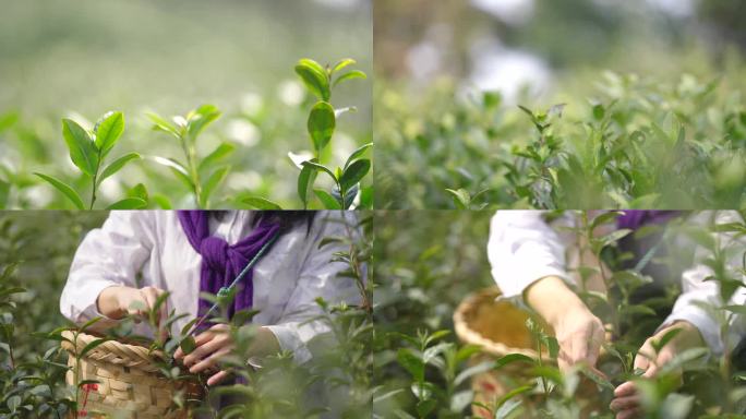 茶山采茶