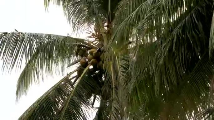 椰子棕榈，4K