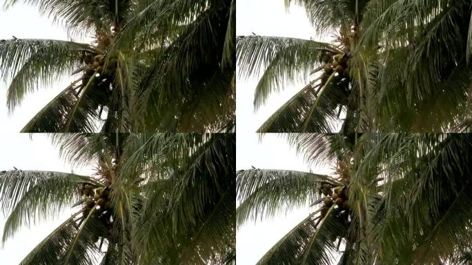 椰子棕榈，4K