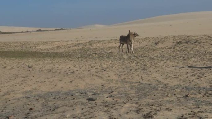 驴子在沙漠中玩耍