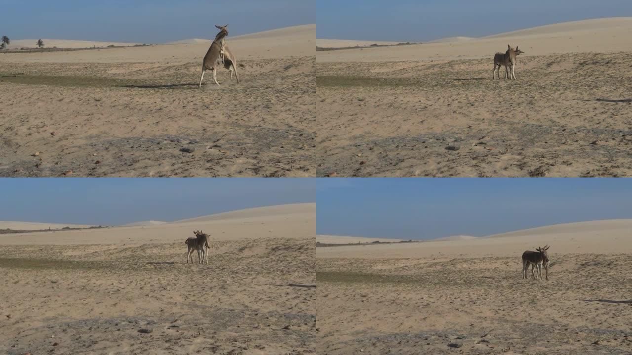 驴子在沙漠中玩耍