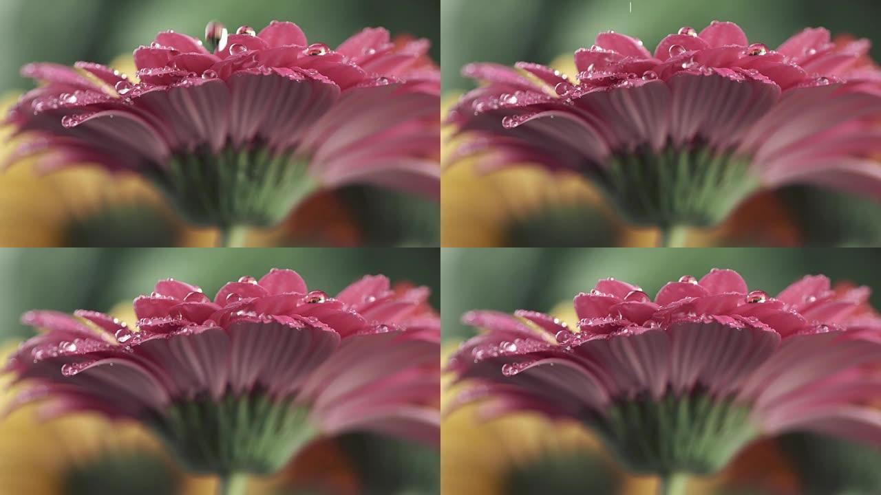 粉色雏菊-带露珠的非洲菊。浅底。慢动作镜头