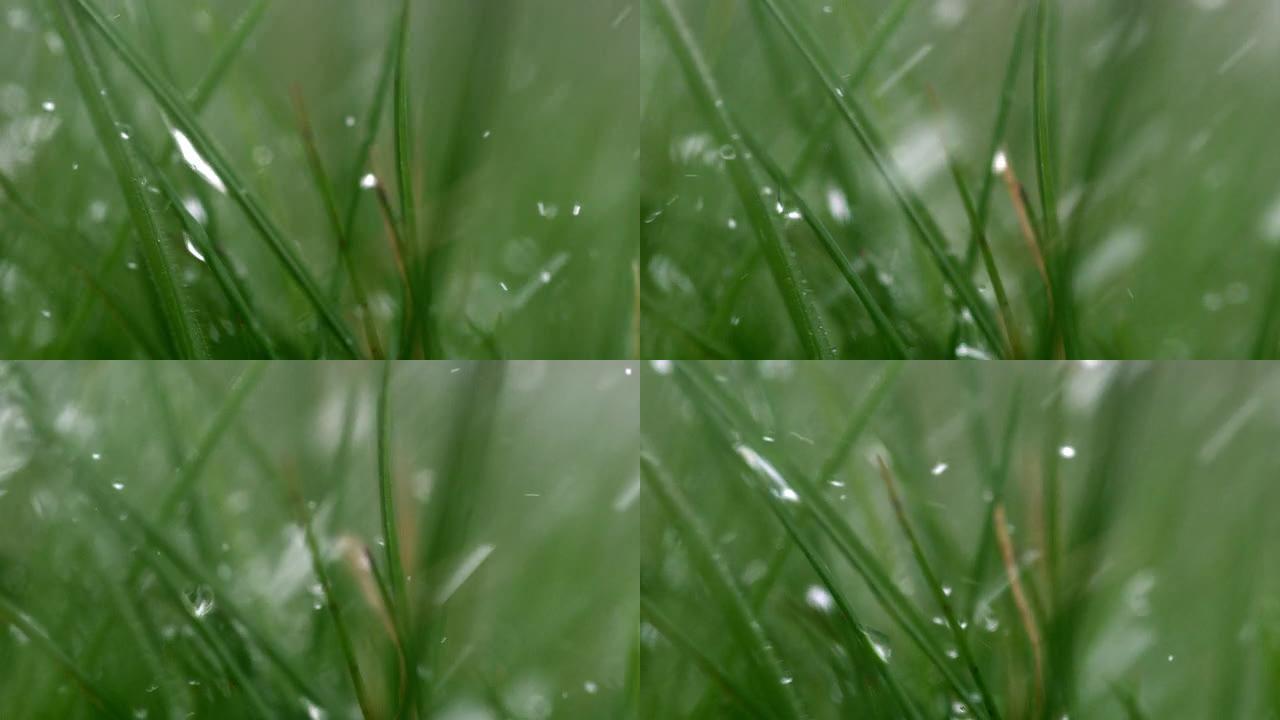 雨水落在草叶上