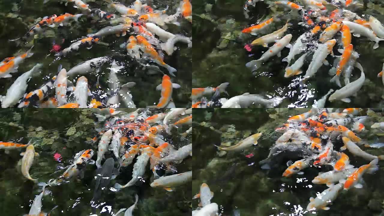 花式鲤鱼游泳