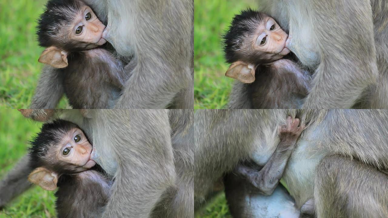 猴子宝宝在吃母乳。
