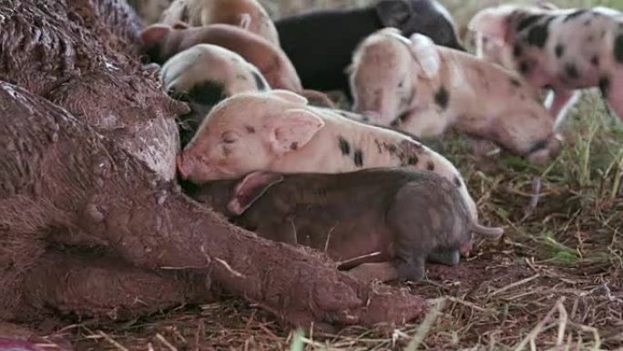 可爱的新生自由放养仔猪挣扎着去妈妈哺乳