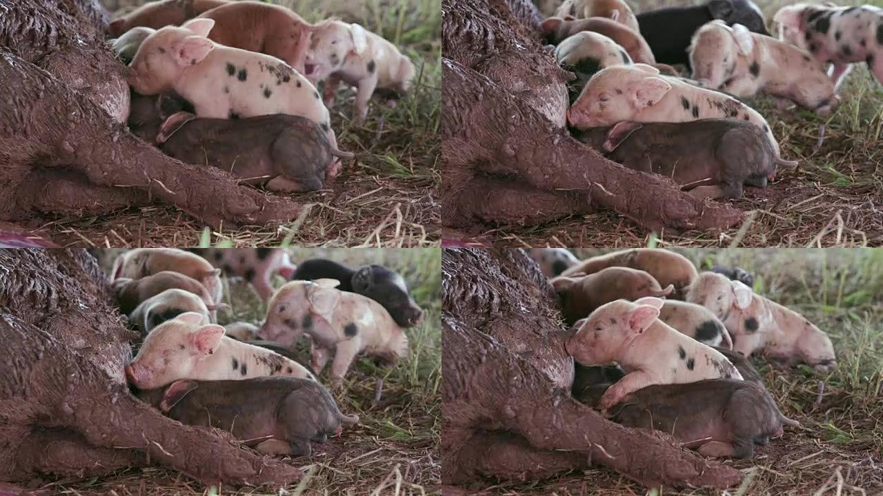 可爱的新生自由放养仔猪挣扎着去妈妈哺乳