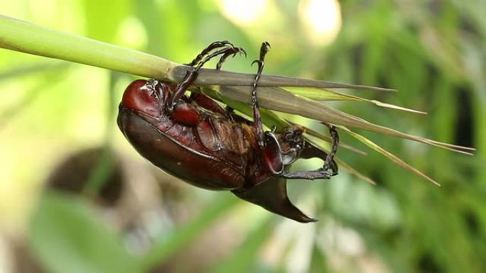 独角仙独角仙甲壳虫