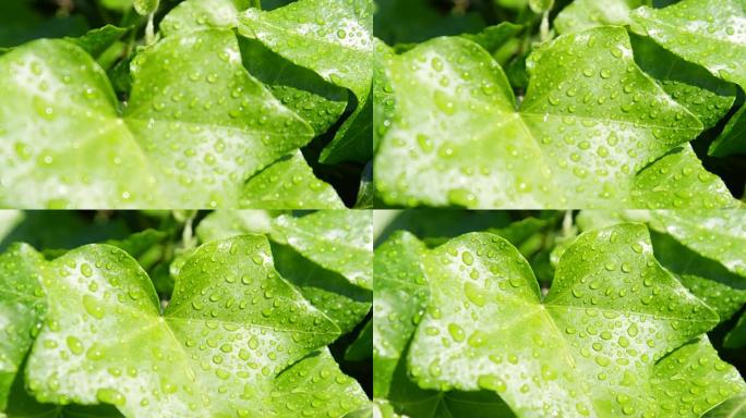 慢动作特写: 晴天下雨后，郁郁葱葱的绿色常春藤叶子上的雨滴