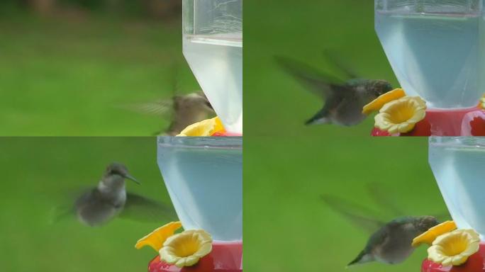 蜂鸟喂食