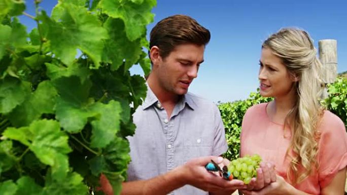 夫妇在葡萄园收获葡萄