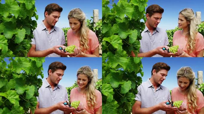 夫妇在葡萄园收获葡萄