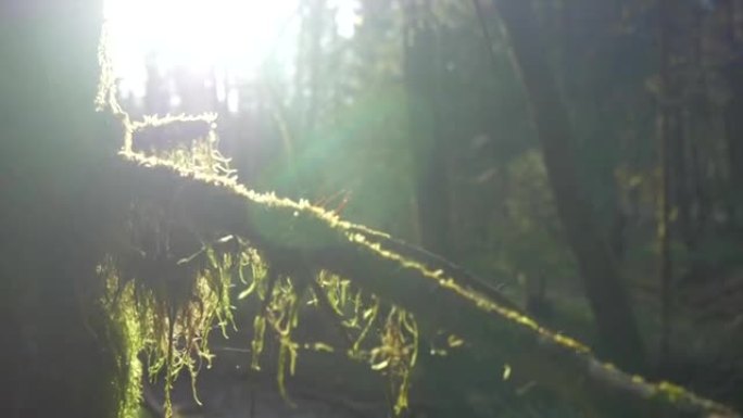 特写: 阳光明媚的森林中树干上的苔藓