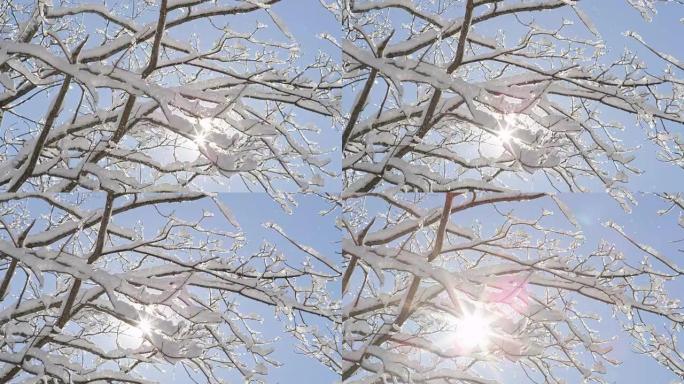 特写: 小片闪闪发光的雪花从树上落下，湛蓝的天空