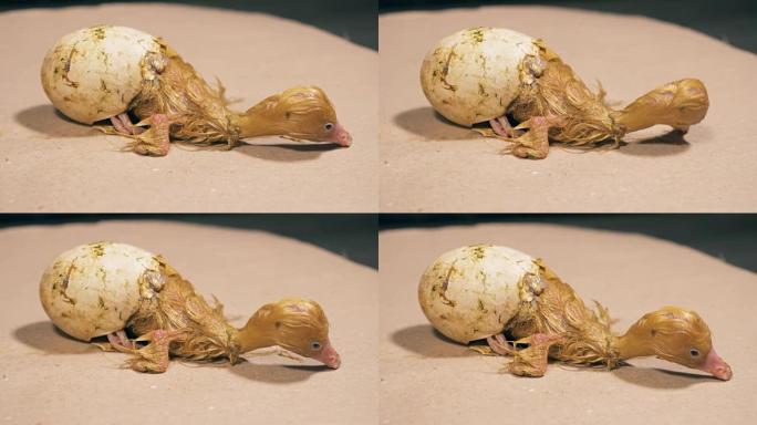 半孵化小鸭在蛋壳中略有移动