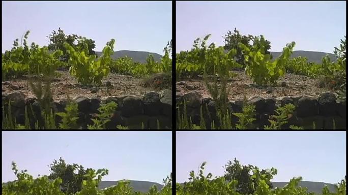 葡萄酒产区：年轻葡萄园