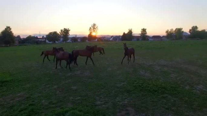 空中，特写: 一群年轻的母马在牧场上的牧场上玩耍
