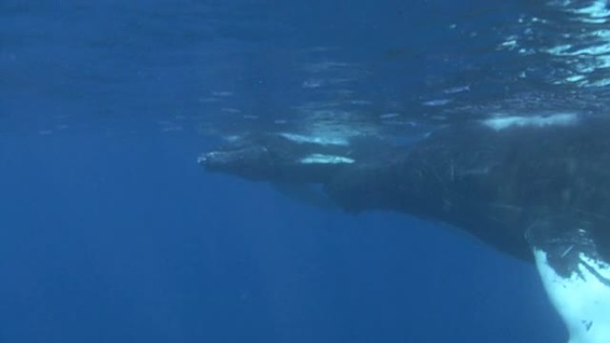 座头鲸座头鲸鱼海洋大海游泳航拍