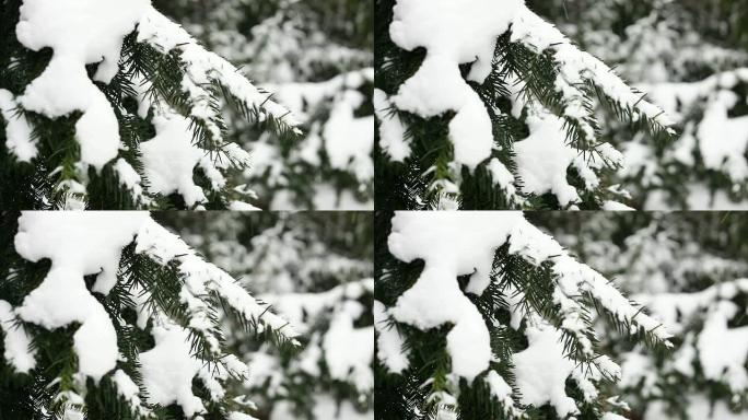 雪花飘落-特写雪林雪景冰天雪地