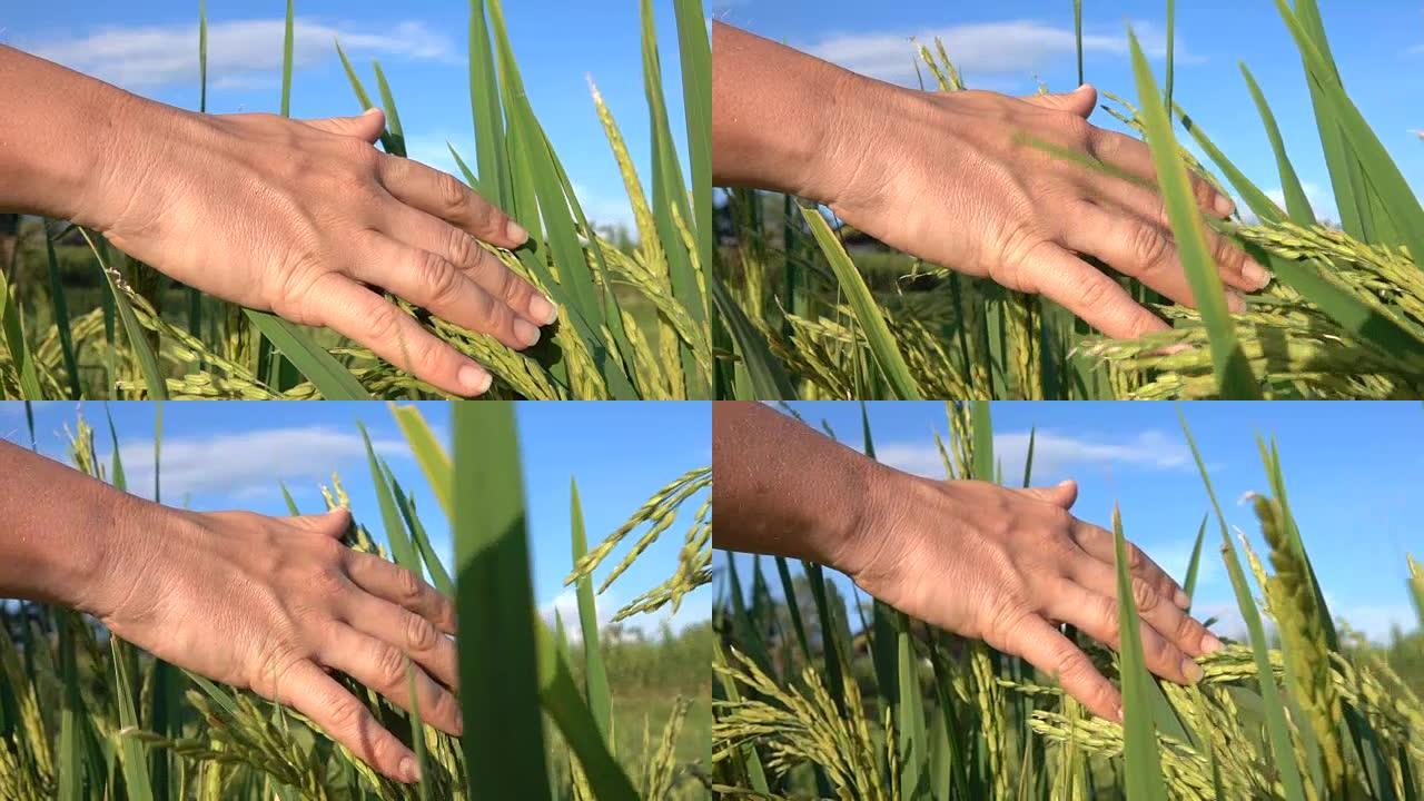 特写: 女人的手穿过稻田上美丽的水稻植物