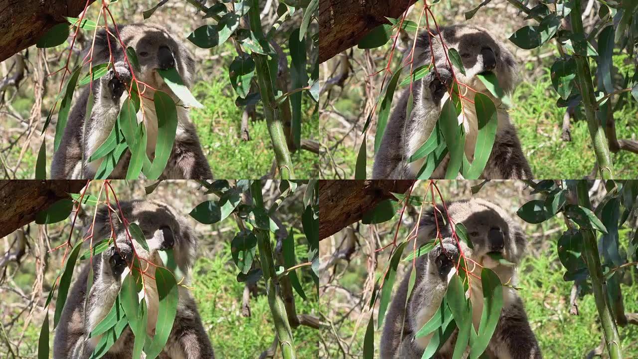 特写: 美丽蓬松的考拉吃多汁的桉树叶