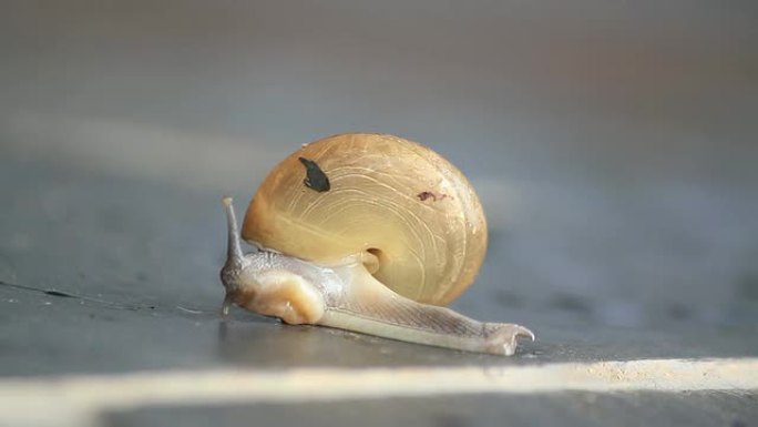 蜗牛在行动软体类爬行爬动的虫子