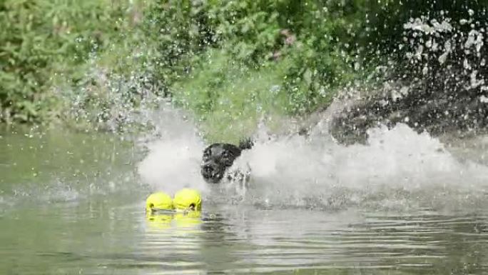 慢镜头特写:活泼的黑狗跳进水里去捡黄色的球。