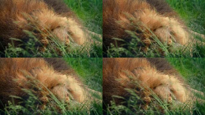 狮子在长草中睡着了特写
