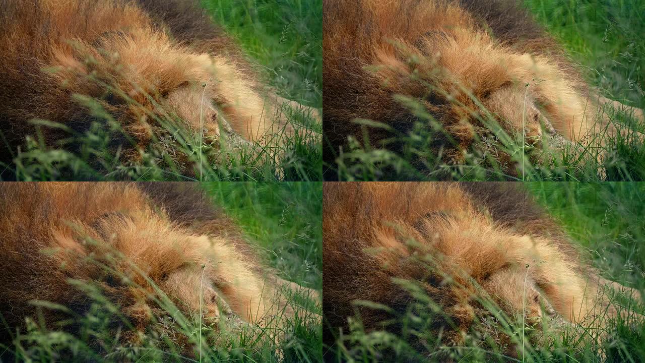 狮子在长草中睡着了特写