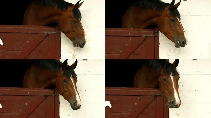马在马stable里吃干草