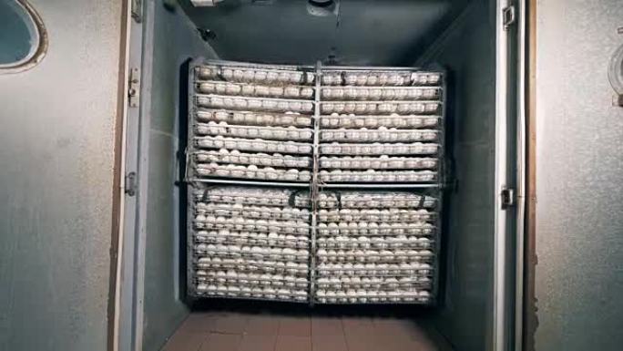 工厂单位带一批收集的白鸡蛋