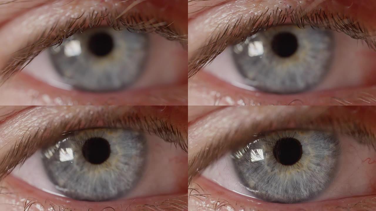 微距dop: 生动的蓝色眼睛看着相机而不眨眼的细节