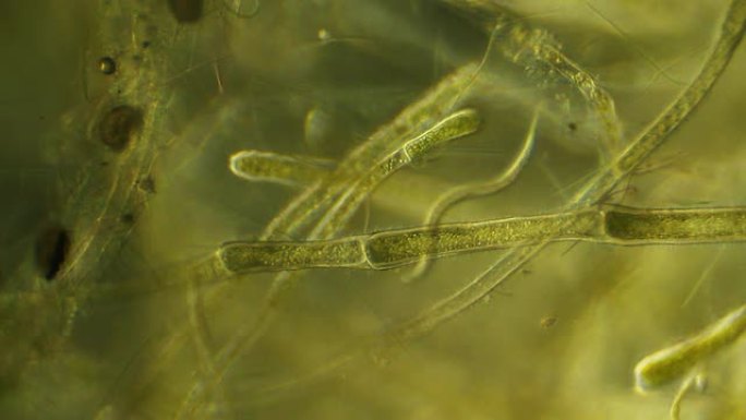 显微镜下的蠕虫、植物