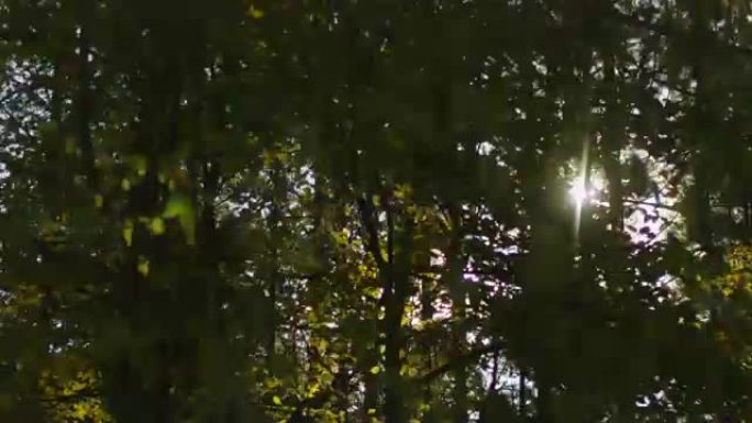 阳光穿过森林中的树木，在行驶中的汽车中射击
