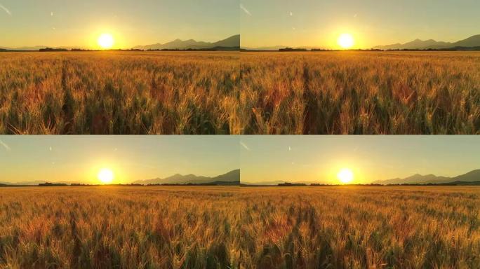 空中: 金色的日落时分，田园诗般的乡村农田上美丽的麦田