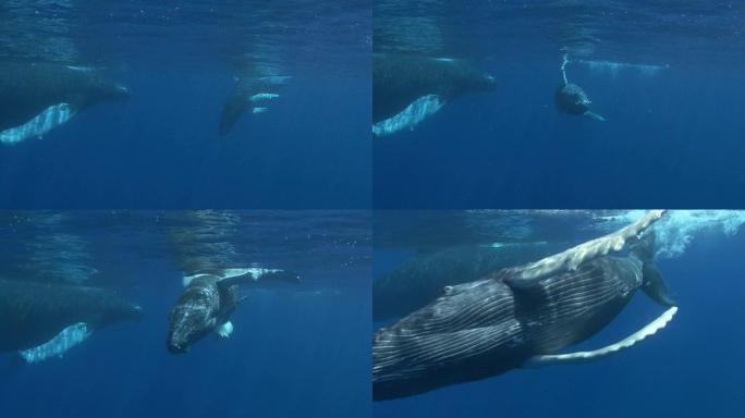 座头鲸座头鲸鱼海洋大海游泳航拍