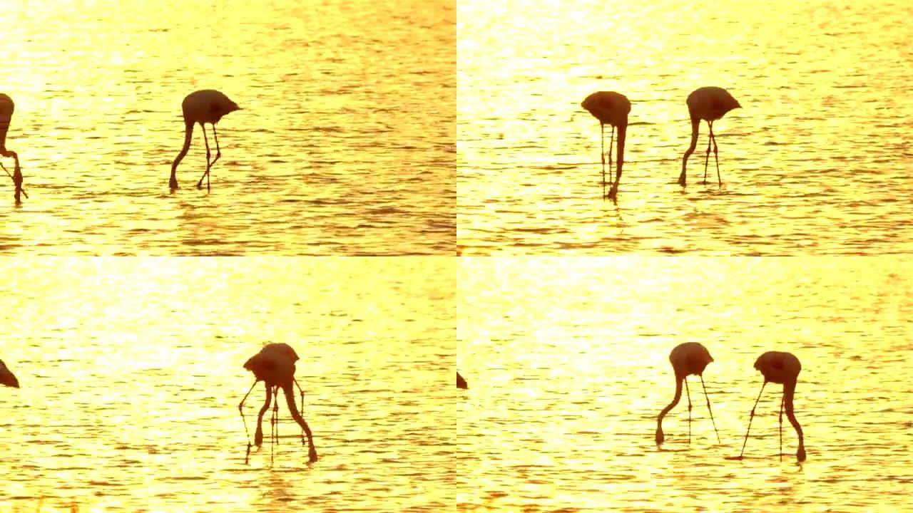 美丽的粉红色火烈鸟在水中寻找食物的剪影