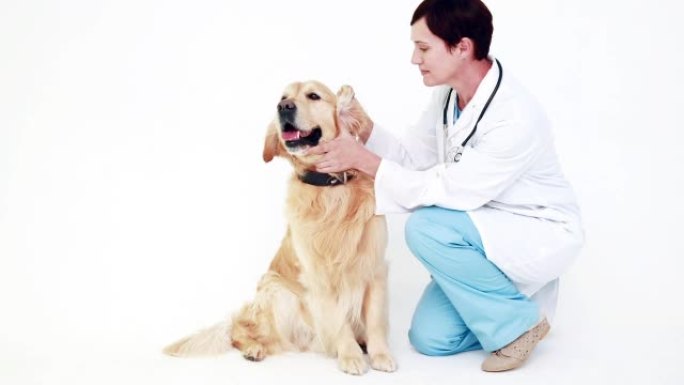 兽医检查可爱的拉布拉多犬