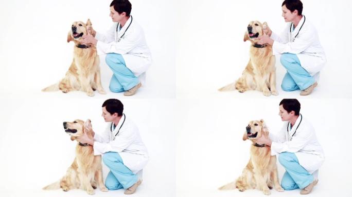兽医检查可爱的拉布拉多犬