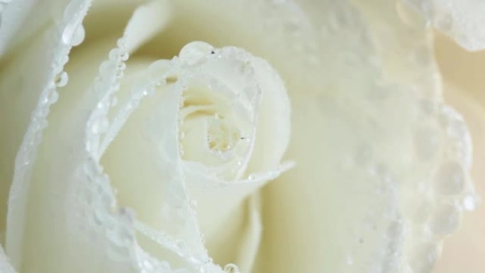 湿白玫瑰