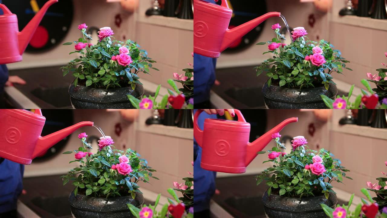 一位女士给玫瑰碗浇水的细节