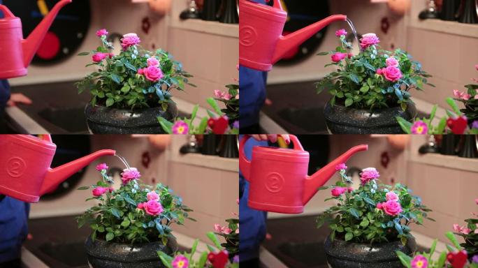 一位女士给玫瑰碗浇水的细节