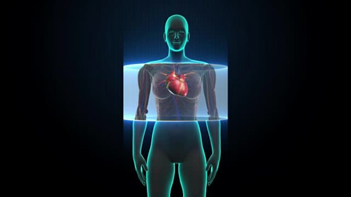 女性身体扫描心脏。人体心血管系统.X射线
