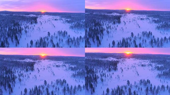 空中眩晕效果: 白雪皑皑的松树森林后面的粉红色冬日日落