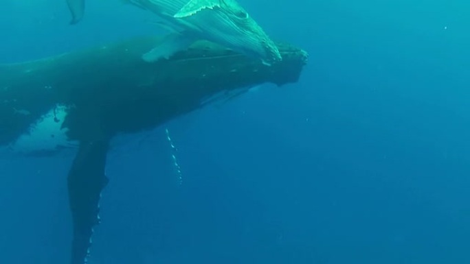 座头鲸宝宝和妈妈一起漂浮在水面