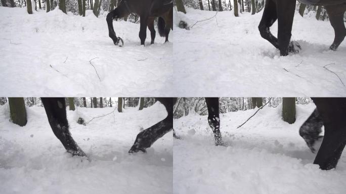 慢动作: 马在新鲜的雪中行走