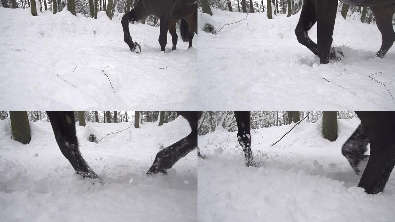 慢动作: 马在新鲜的雪中行走