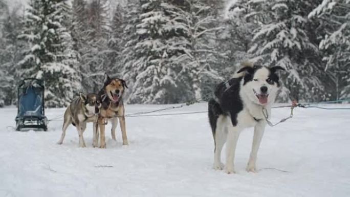 雪橇狗等待比赛